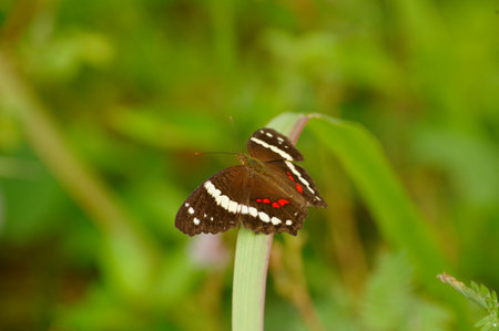 Butterfly in Bosque del Cabo, Costa Rica