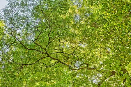 Tree branches in New Zealandの写真素材