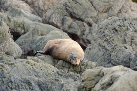Fur Seal sun bathing, Kaikoura Coast, South Island, New Zealandの写真素材