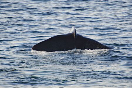 Sperm Whale diving in Kaikoura Coast, South Island, New Zealandの写真素材