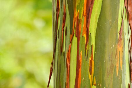 Rainbow Eucalyptus in Tisikita Rain Forest, Costa Ricaの写真素材