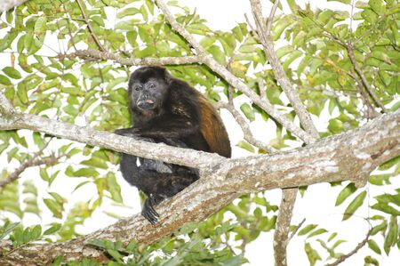 Howler Monkey in Tenorio National Park, Costa Ricaの写真素材