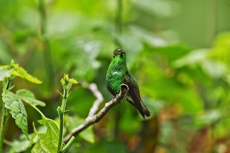 Coppery-headed Emerald Hummingbird, La Paz Waterfall Gardens, Costa Ricaの写真素材