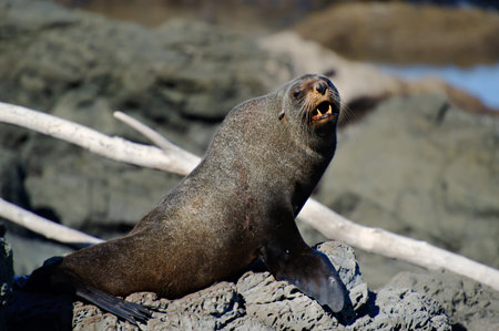 Fur Seal on guard in Kaikoura Coast, South Island, New Zealandの写真素材