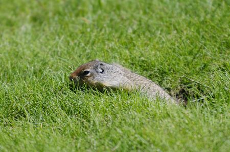 Ground Squirrel in Glacier National Park, Montanaの写真素材