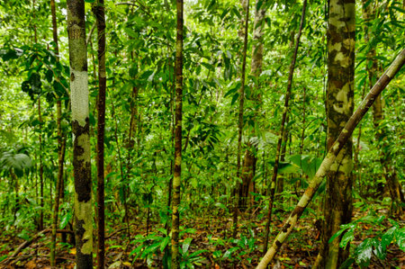 Bosque del Cabo in rain forest, Costa Rica