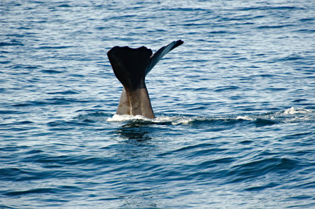 Spermwhale diving to hunt in Kaikoura Coast, South Island, New Zealand