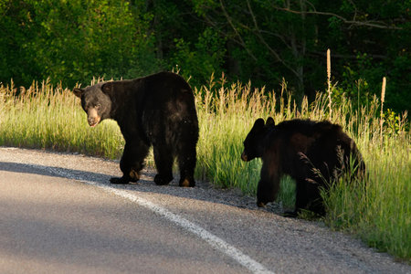 Black Bear mother and cub wandering around in Glacier National Park, Montana.
