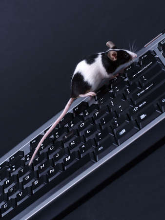 mouse on a keyboard on dark backgroundの写真素材