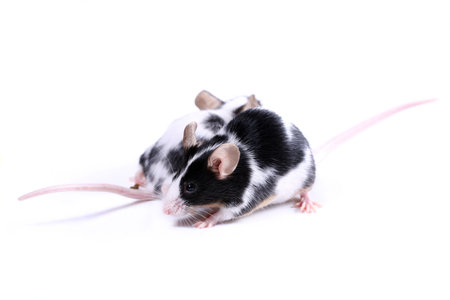two mice running in the opposite direction