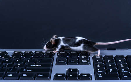mouse on a keybordの写真素材