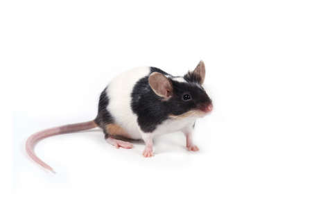 a little mouse on white backgroundの写真素材