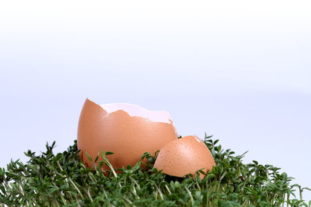 close up of a broken eggshells on cress