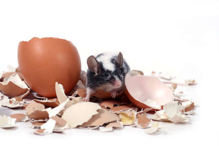 little mouse in broken eggshellsの写真素材