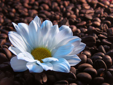 white flower on coffee beansの写真素材