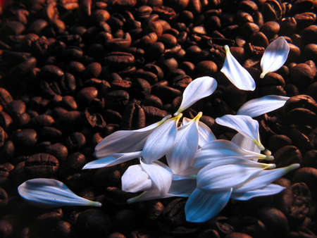 white petals on coffee beansの写真素材