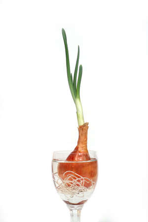 spring chives in a glassの写真素材