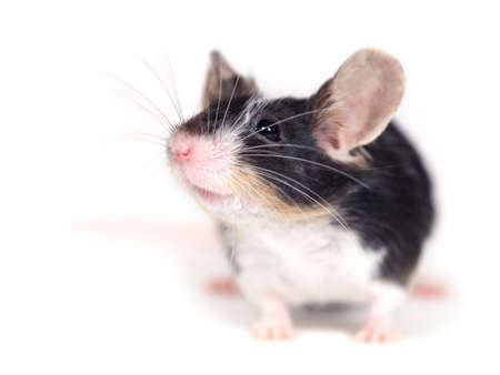 close up of a mouseの写真素材