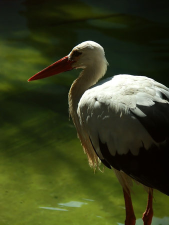 White stork (Ciconia ciconia /Linn./)の写真素材