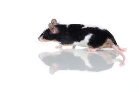 close up of a mouse (with reflection, isolated on white)の写真素材