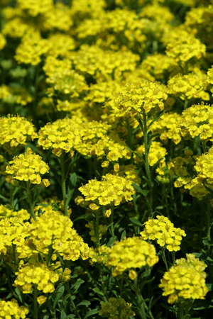 yellow flowers - focus on middle flowers, rest going out of focus