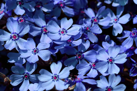 blue flowerの写真素材