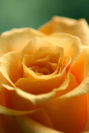 a macro of a rose, closer than normalの写真素材