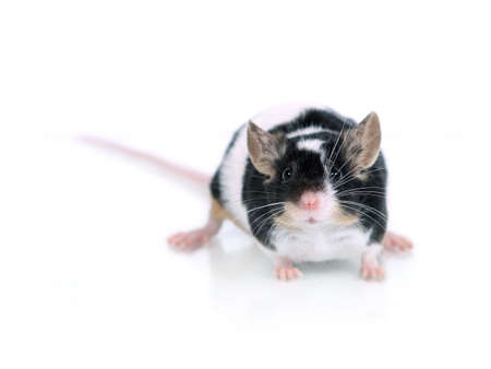close up of a mouseの写真素材