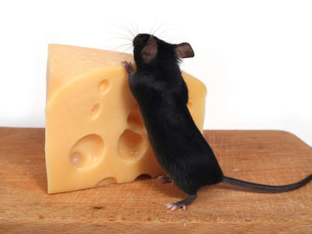 little mouse and cheeseの写真素材