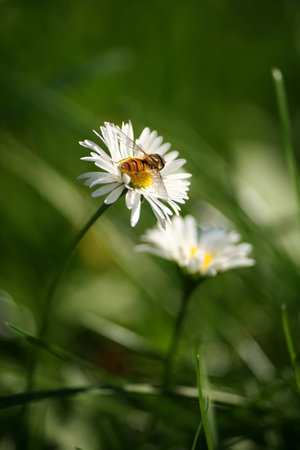 green meadow full of daisies and bees