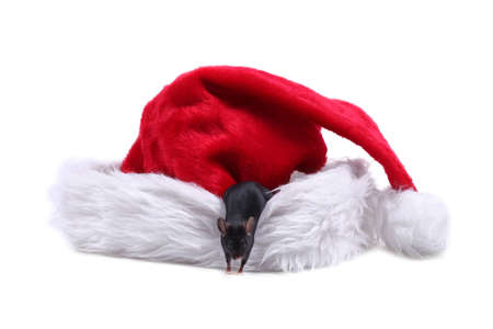 Little mouse on Santa hatの写真素材