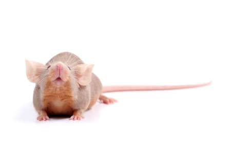 little mouse looking at something next to its noseの写真素材