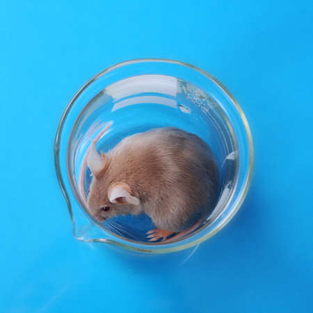 little fancy mouse in a beaker on blue paper backgroundの写真素材