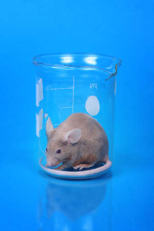 little fancy mouse in a beaker on blue paper backgroundの写真素材