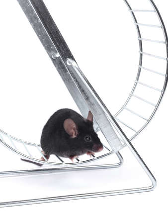 little mouse on an exercise wheel on white backgroundの写真素材
