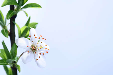 Blossoms at early springの写真素材