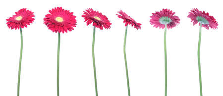 mix of 6 red gerberas over clear white backgroundの写真素材