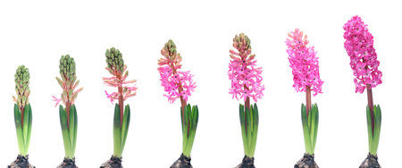 Stages of growth - hyacinth on white backgroundの写真素材