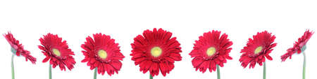 set of 7 red gerberas over clear white background (can be use as a frame)の写真素材
