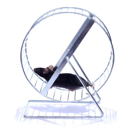 little black mouse running on an exercise wheel on white backgroundの写真素材