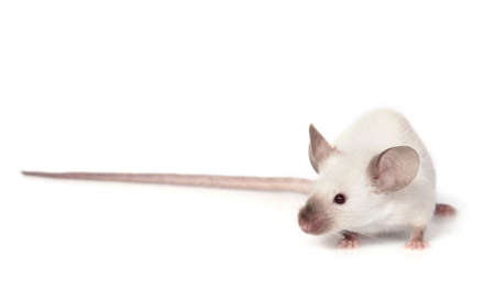 little fancy mouse (sh siamese seal point) on white backgroundの写真素材
