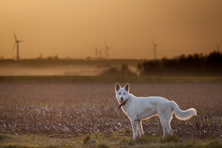 White shepherd looking at his owner while walking at dusk 