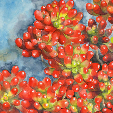 watercolor painting illustration red jelly bean succulent sedum plant artの写真素材