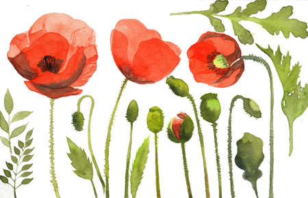 watercolor illustration of red poppy flowersの写真素材