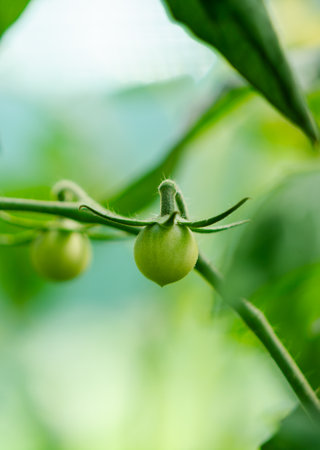 Close-up, young green cherry tomato growing on a branch in the vegetable garden. Concept of organic vegetables.の写真素材