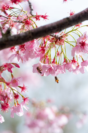 Two bees collect nectar from soft pink cherry blossoms hanging from a tree branch with a soft bokeh background. Springtime scene with copy spaceの写真素材