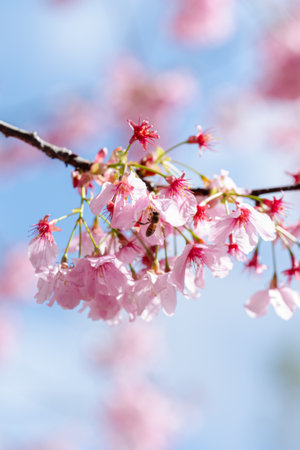 Close-up of a bee pollinating delicate pink cherry blossoms against a bright blue sky, capturing a vibrant spring moment in nature. Selective focus.の写真素材