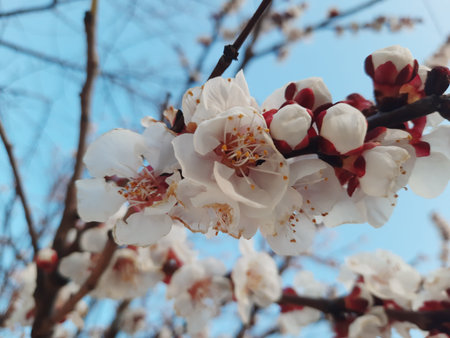 Beautiful cherry blossom sakura in spring time over blue sky