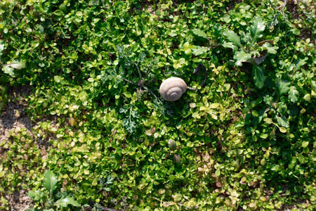 Green grass natural background with sneil. Top viewの写真素材