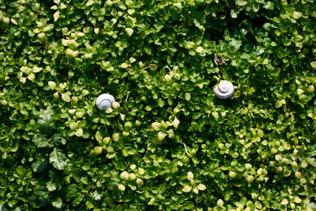 Green grass natural background with sneil. Top viewの写真素材